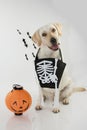 DOG CELEBRATING HALLOWEEN WITH A ORANGE PUMPKIN AND A SKULL BAG F Royalty Free Stock Photo