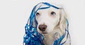 Dog celebrating new year, carnival or birthday party with blue serpentines streamers. Isolated on white background