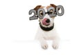 Dog celebrating new year linking its lips with paws over a white blank wearing glasses with the text 2020 on a white background