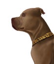 Dog with chain Royalty Free Stock Photo