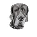 Dog with chain drawing closeup gray purebred
