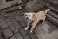 Dog in chain Royalty Free Stock Photo