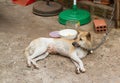 Dog on chain with lock, prevention from stealing for consumption