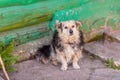 Dog on the chain near the house Royalty Free Stock Photo