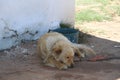 Photo of a sleeping dog on a chain in front of a farmworkers house. Royalty Free Stock Photo