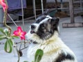 Dog on a chain, Thai bangkaew dog sitting on ground