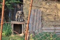 Dog chained next to an old barn