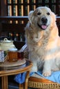 Dog on the chair. A cup of tea, jar of jam and kettle on the round patio table. Royalty Free Stock Photo