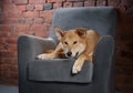 dog on a chair. Royalty Free Stock Photo