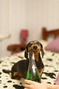 The dog with a champaign Royalty Free Stock Photo