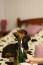 The dog with a champaign Royalty Free Stock Photo