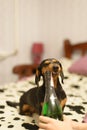 The dog with a champaign Royalty Free Stock Photo