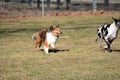 Dog chase