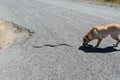 Dog Chases Snake