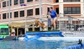 Dog chases and splashes into a pool