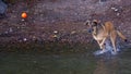 Dog Chasing Ball Royalty Free Stock Photo