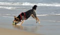 Dog chasing ball on the beach