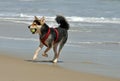 Dog chasing ball on the beach