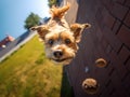 A Dog Chasing A Ball, A Dog Catching A Ball