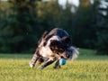 Dog chasing ball on grass Royalty Free Stock Photo