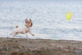 Dog chasing flying plastic disk playing on beach Royalty Free Stock Photo
