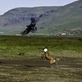 Dog chasing a raven in Icland Royalty Free Stock Photo