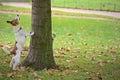 Dog chasing squirrel up tree, but it is hiding Royalty Free Stock Photo