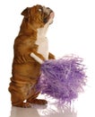 Dog with cheerleader pompoms