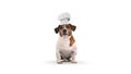 Dog chef cook. 3d rendering