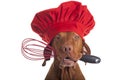 Dog chef with egg beater Royalty Free Stock Photo