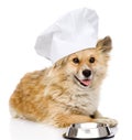 Dog in chefs hat begging for food. Royalty Free Stock Photo