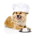 Dog in chefs hat begging for food. looking at came Royalty Free Stock Photo