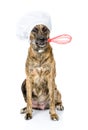 Dog in chef's hat holding a wire whisk in mouth. isolated on whi