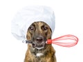 Dog in chef's hat holding a wire whisk in mouth. isolated