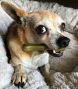 Dog chew Royalty Free Stock Photo