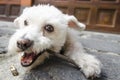 dog chewing a branch Royalty Free Stock Photo