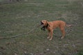 Dog chewing branch 1 Royalty Free Stock Photo