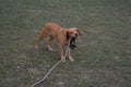 Dog chewing branch 4 Royalty Free Stock Photo