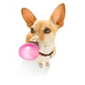 Dog chewing bubble gum Royalty Free Stock Photo