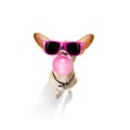 Dog chewing bubble gum Royalty Free Stock Photo