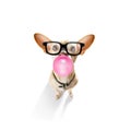 Dog chewing bubble gum Royalty Free Stock Photo