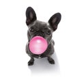 Dog chewing bubble gum Royalty Free Stock Photo