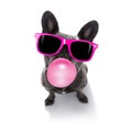 Dog chewing bubble gum Royalty Free Stock Photo