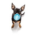 Dog chewing bubble gum Royalty Free Stock Photo