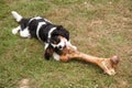 Dog chewing on huge bone Royalty Free Stock Photo