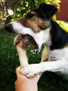 Dog chewing on huge bone Royalty Free Stock Photo