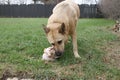 Dog chewing a raw bone