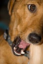 Dog Chewing a Rawhide Bone Royalty Free Stock Photo