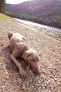 Dog Chewing Stick Royalty Free Stock Photo