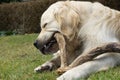 Dog chewing on a wooden stick Royalty Free Stock Photo